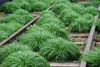 Stauden Gänge 10 x Carex oshimensis 'JS Greenwell' im 1 Produktbild-Vorschau 5
