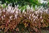 Stauden Gänge 1 x Heucherella Hybride 'Brass Lantern' im 1 Produktbild-Vorschau 3