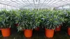 Oleander  80 - 100 cm Busch Nerium Krone Ø60 cm Produktbild-Vorschau 3