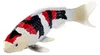 Mojo Sealife Koi-Karpfen – Showa Sanshoku Koi – 381103 Produktbild-Vorschau 2