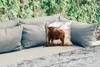MuchoWow® Outdoor Kissen - Schottische Hochlandrind - Tiere Produktbild-Vorschau 2