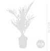Bloomique - 2er Set - Phoenix Canariensis - Kanarische Produktbild-Vorschau 3