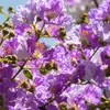 Bakker.com - Kreppmyrte violett, Der topf / Ø 15cm / Produktbild-Vorschau 3