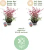 Green boutiQ - Plante de jardin - Nandina Obsessed - Rouge Voir les images du produit 4