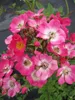 Strauchrose Mozart® - Rosa Mozart® - Parkrose Produktbild-Vorschau 2