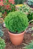 Thuja occidentalis 'Danica', Kugel-Lebensbaum, immergrün, Produktbild-Vorschau 13