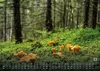 Wald - Erholung für Mensch und Tier - 2027 - Kalender DIN Produktbild-Vorschau 13