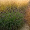 Stauden Gänge 1 x Pennisetum alopecuroides 'Black Beauty' Produktbild-Vorschau 2