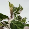 Korbmarante - Calathea Lietzei 'White Fusion' - Höhe Produktbild-Vorschau 4