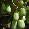 KIWI Dr.Szymanowski - Samosprašný 2L Náhled obrázku produktu 6