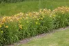 Taglilie Maikönigin, im Topf - Hemerocallis x cult. Produktbild-Vorschau 2