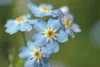 Bloomique - 3er Set - Myosotis Palustris - Produktbild-Vorschau 2