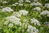 SAFLAX - BIO - kerblík - Anthriscus cerefolium - 800 Semena Náhled obrázku produktu 4