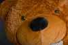 Close-up of a brown teddy bear's face. Podgląd zdjęcia produktu