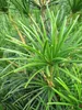 Sciadopitys verticillata Big Green - japanische Schirmtanne Produktbild-Vorschau 3
