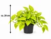 Efeutute Golden Pothos ca. 20 cm – Epipremnum aureum, Produktbild-Vorschau 5