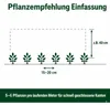 Stauden Gänge 5 x Ilex crenata 'Stokes' - Niedriger Berg Produktbild-Vorschau 10