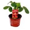 Himbeer-Erdbeere - Set mit 3 Pflanzen - Fragaria - Produktbild-Vorschau 2