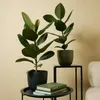 Bloomique - Ficus Elastica Robusta - Gummibaum - Produktbild-Vorschau 3