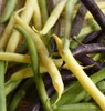 Haricots, mélange de différentes variétés, gousses de Voir les images du produit 5