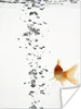 MuchoWow® Poster Goldfisch - Wasser - Weiß 90x120 cm - Produktbild-Vorschau 1