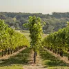Winorośl A 1704 bezpestkowa 2L Podgląd zdjęcia produktu 8
