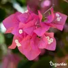 Bougainvillea Nawóz Płynny 1 L – 2-1-8 NPK – Do Kvitnúce Podgląd zdjęcia produktu 9