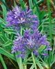 Agapanthus africanus, Schmucklilie, blau, ca. 9x9 cm Topf Produktbild-Vorschau 6