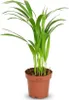Areca Palme Areca Dypsis Lutescens Ø12cm Höhe40cm – Produktbild-Vorschau 1