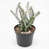 Alluaudia procera - Albero polipo - Rarità - Vaso da 14 cm Anteprima dell’immagine prodotto 2