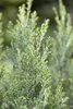 Chamaecyparis lawsoniana 'Ellwoodii', Blaue Scheinzypresse, Produktbild-Vorschau 1