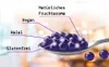 Momo´s Tea Bubble Tea Perlen Set 4er-Pack Popping Boba Produktbild-Vorschau 5