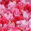 12 Stück Künstliche Blumenwand Rosenwand Deko Kunstblumen Produktbild-Vorschau 4