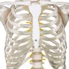 Jago® Menschliches Anatomie Skelett 181.5 cm - inkl. Produktbild-Vorschau 20