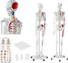 Anatomický model lidské kostry 180 cm + Anatomický plakát Náhled obrázku produktu 9