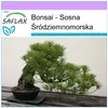 SAFLAX - Bonsai - Sosna Śródziemnomorska - 6 Nasiona - Podgląd zdjęcia produktu 5