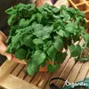 Hands holding a potted plant with green leaves on a wooden table. Náhľad obrázku produktu