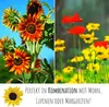 Farbenfrohe Sonnenblumen Samen mit hoher Keimrate - Produktbild-Vorschau 7