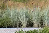 Stauden Gänge 1 x Elymus magellanicus im 1 Liter Topf - Produktbild-Vorschau 3