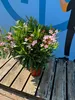 A potted pink oleander plant sits on a wooden deck in front of a blue wall with a graphic. Podgląd zdjęcia produktu