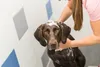 Shampoo due in uno Anteprima dell’immagine prodotto 4