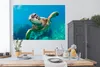 MuchoWow® Poster Eine Schildkröte schwimmt durch das Produktbild-Vorschau 3