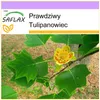 SAFLAX - Prawdziwy Tulipanowiec - 20 Nasiona - Liriodendron Podgląd zdjęcia produktu 10