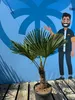Sunny Tree - Palme - Trachycarpus Fortunei - Hanfpalme - Produktbild-Vorschau 5