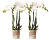 Kolibri Orchids | COMBI DEAL von 2 weißen  Produktbild-Vorschau 1