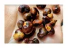 5x Adansonia digitata Baobab Affenbrotbaum Pflanzen - Samen Produktbild-Vorschau 6