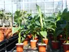 Bananenstaude Musa Basjoo 80 - 100 cm winterhart Staude Produktbild-Vorschau 2