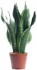 Sansevieria 'Black Coral' - Canapa di facile cura, alta Anteprima dell’immagine prodotto 2
