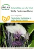Artikelbild 1 von 'Weiße Fledermausblume' aus der Kategorie Exotische Samen Náhľad obrázku produktu
