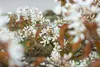 A close-up view of white flowers and brown leaves on a plant. Produktbild-Vorschau